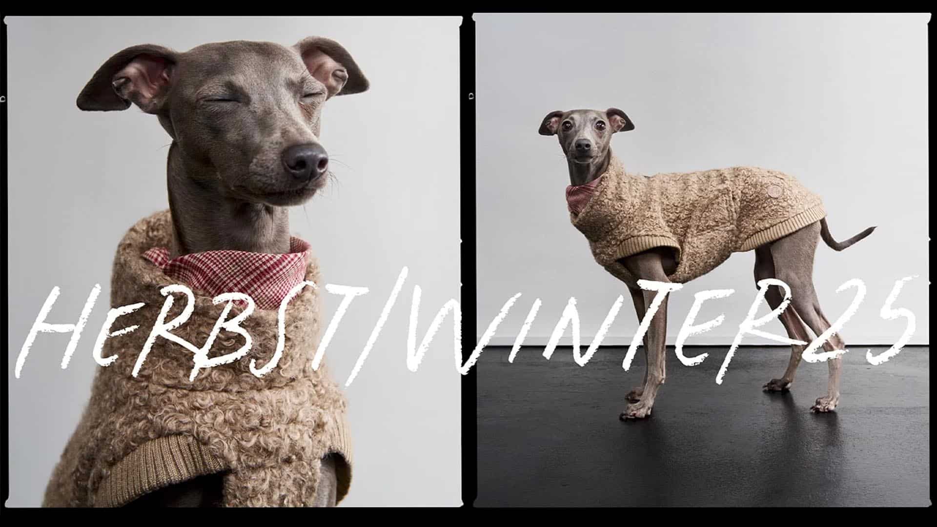 Dog wearing a textured brown sweater for Cloud7 Fall/Winter 25 campaign, photographed at raw studios Berlin.