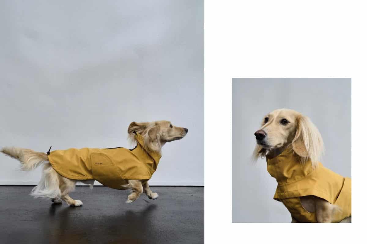 cloud 7 herbst winter 25 campaign at raw studios 2 Small dog in a yellow raincoat for Cloud7 Fall Winter 25 collection, photographed at raw studios photo studio Berlin.