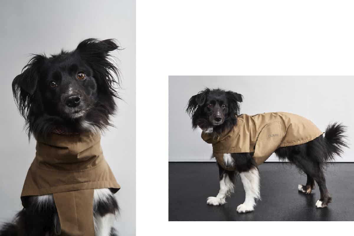 cloud 7 herbst winter 25 campaign at raw studios 3 Black and white dog in a brown jacket from Cloud7 Herbst/Winter 25 campaign, photographed at raw studios Berlin.