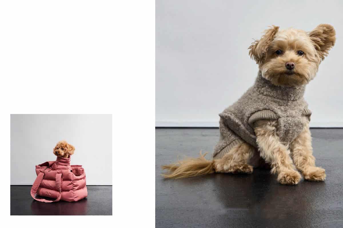 cloud 7 herbst winter 25 campaign at raw studios 4 Small beige dog in a cozy sweater and pink carrier bag from Cloud7 Fall Winter 25 collection, shot at raw studios Berlin.